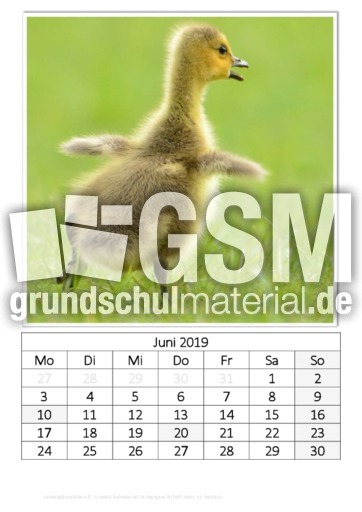 Juni_Kanadagänseküken.pdf